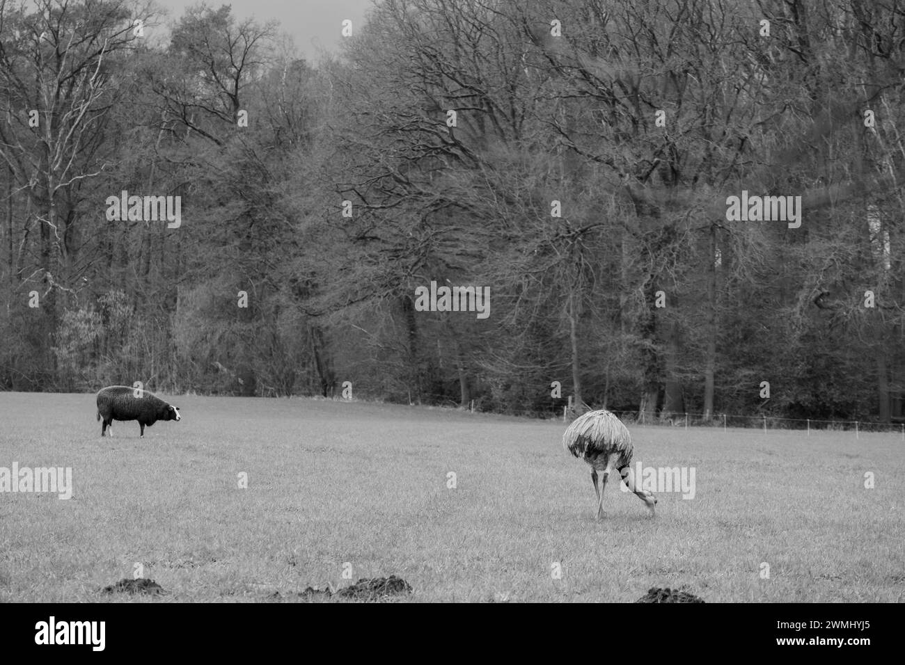 spring time at barlo in germany Stock Photo - Alamy