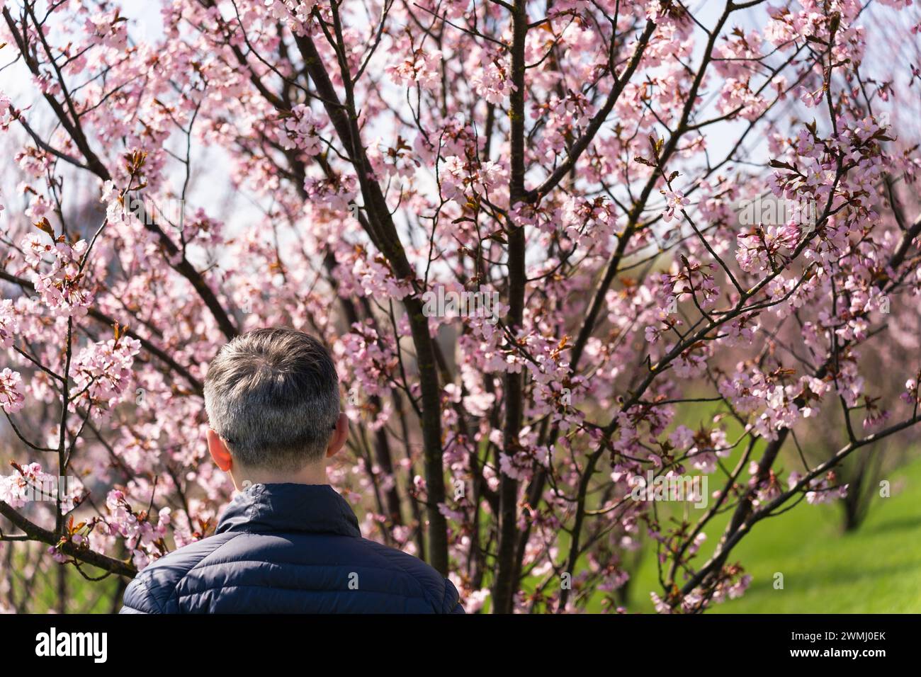 Rear view of head and shoulders of gray-haired man admiring pink cherry blossom bloom on spring day Stock Photo
