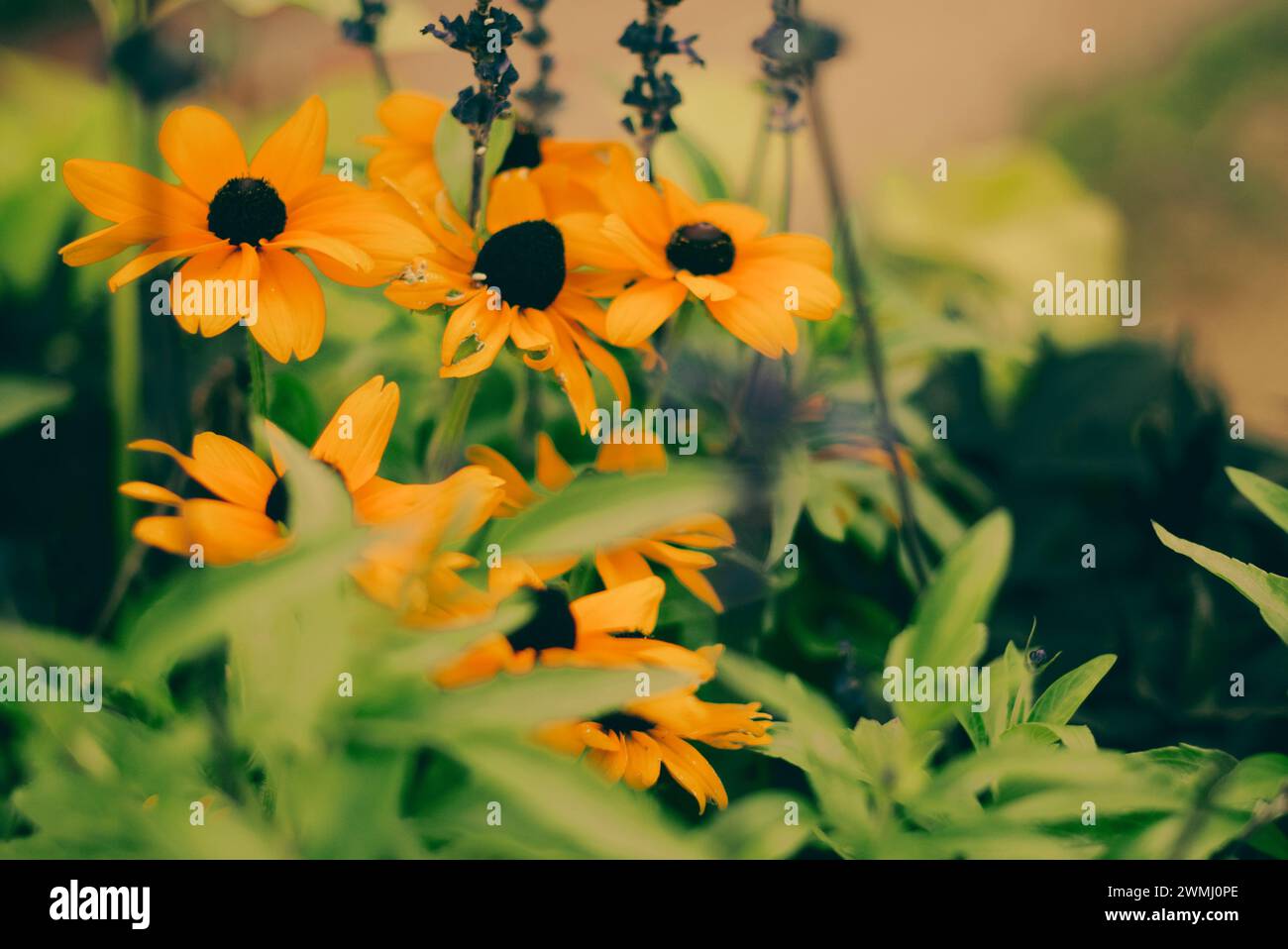 Species Black Eyed Susan or Rudbeckia hirta. Yellow wild chamomile flowers growing in cloudy weather. Decorative flowers. Stock Photo