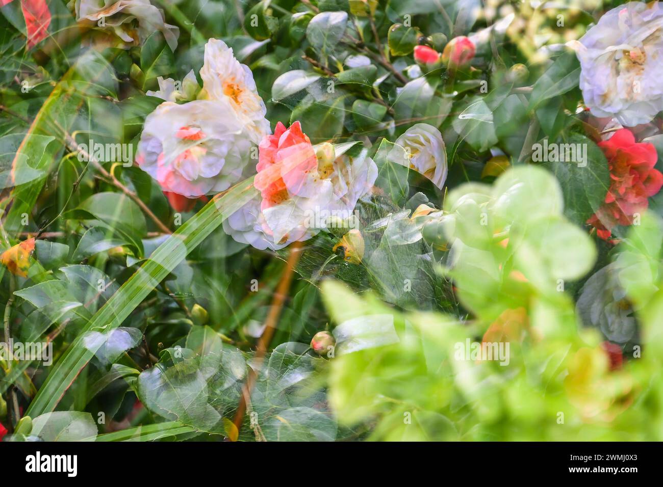 Multiple exposure technique hi-res stock photography and images - Alamy
