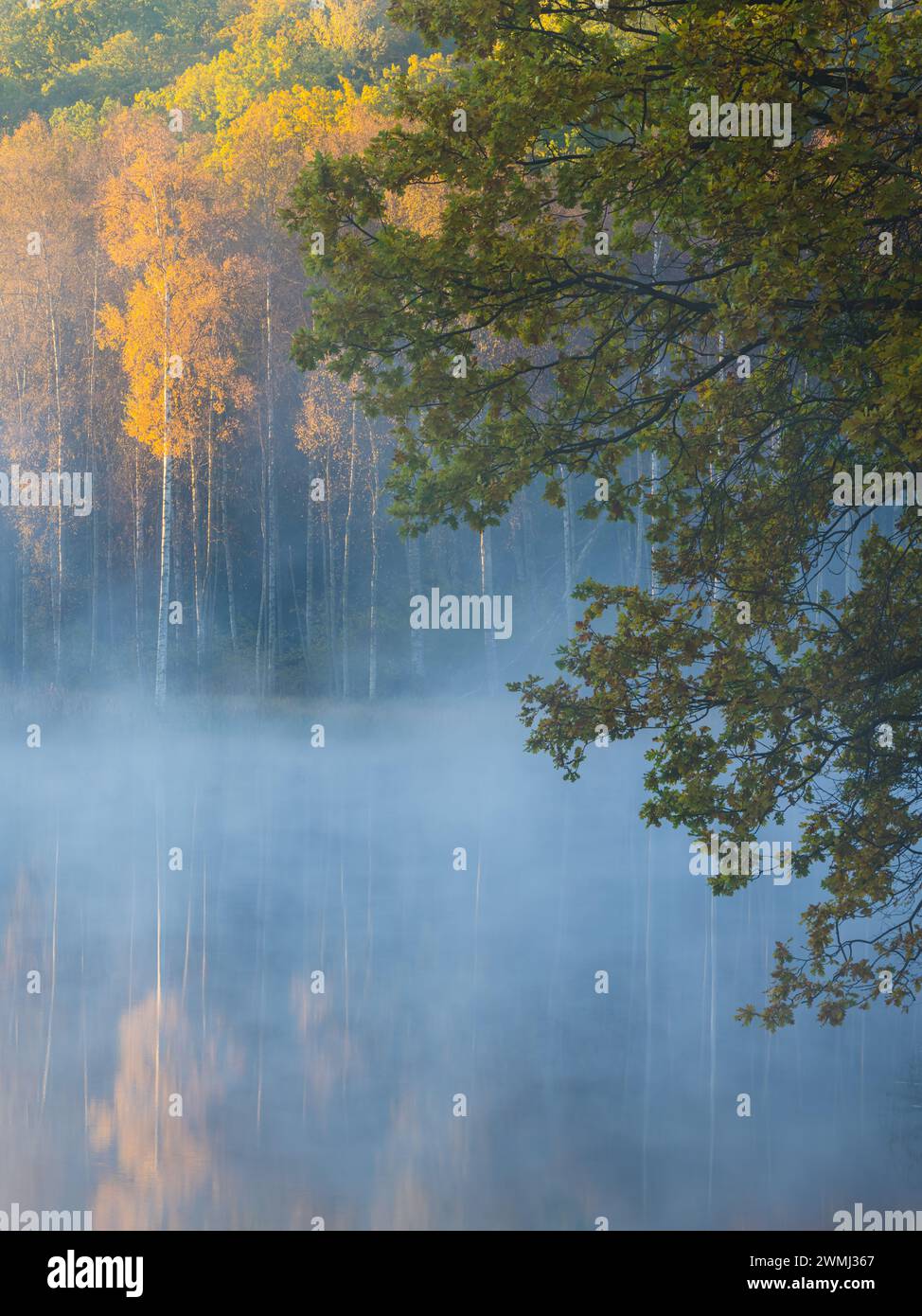 A body of water, likely a river, surrounded by dense trees in Sweden. The scene is covered in a thick fog, creating a mysterious and atmospheric envir Stock Photo