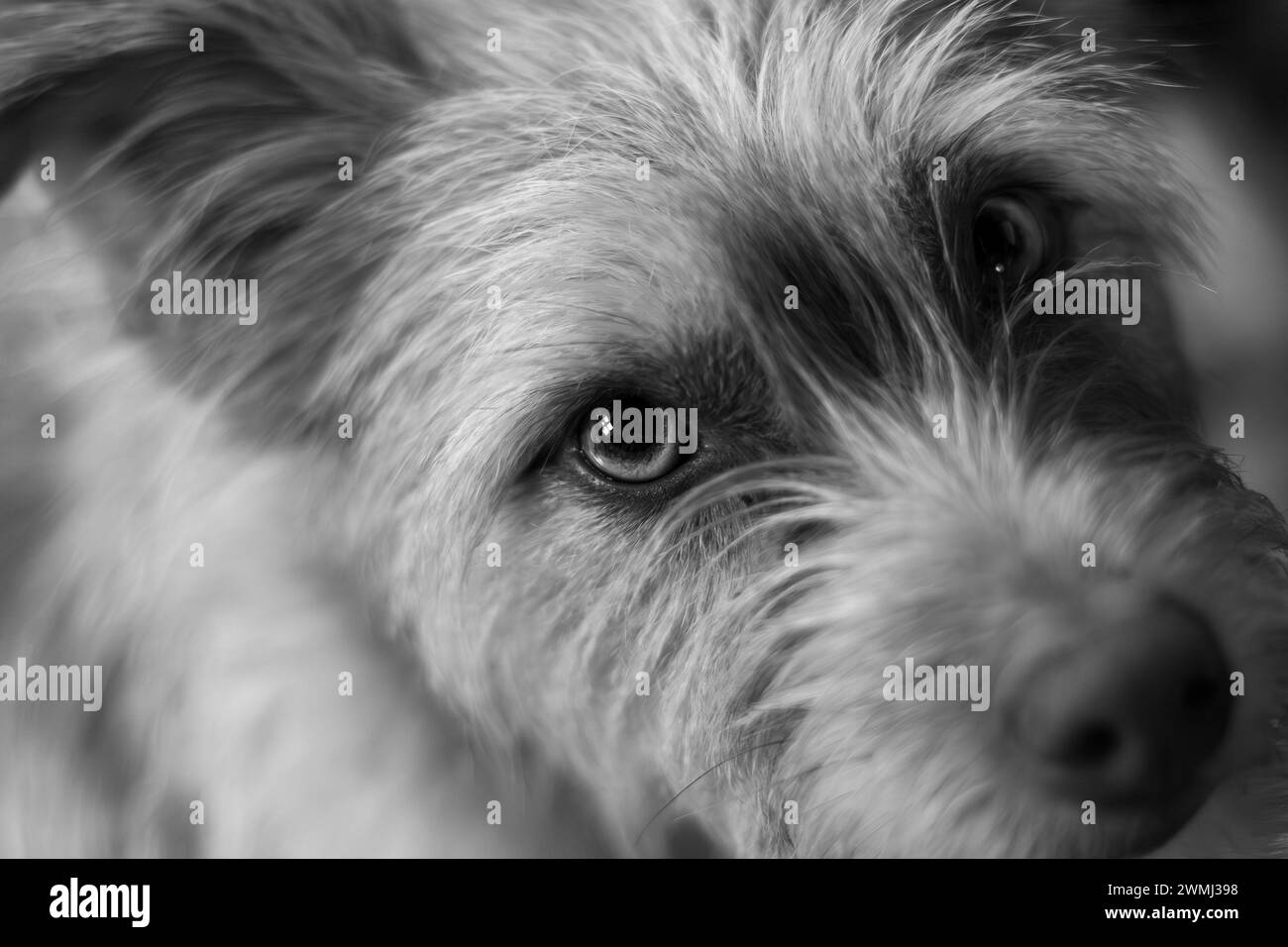 Black & white image of a terrier dog looking intently at the camera Stock Photo
