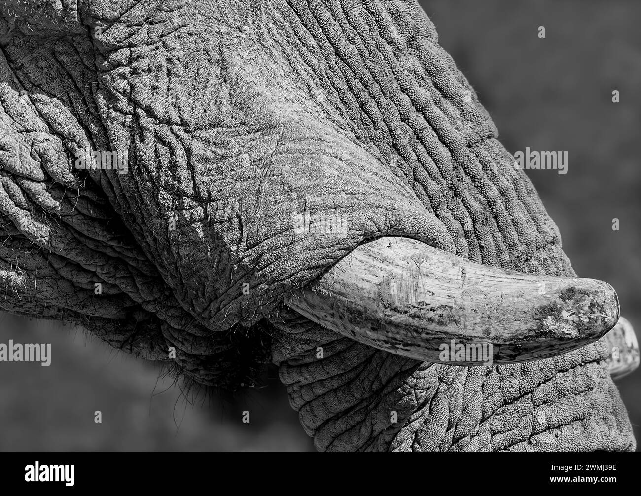 Black & white close up image of an elephant tusk & trunk Stock Photo