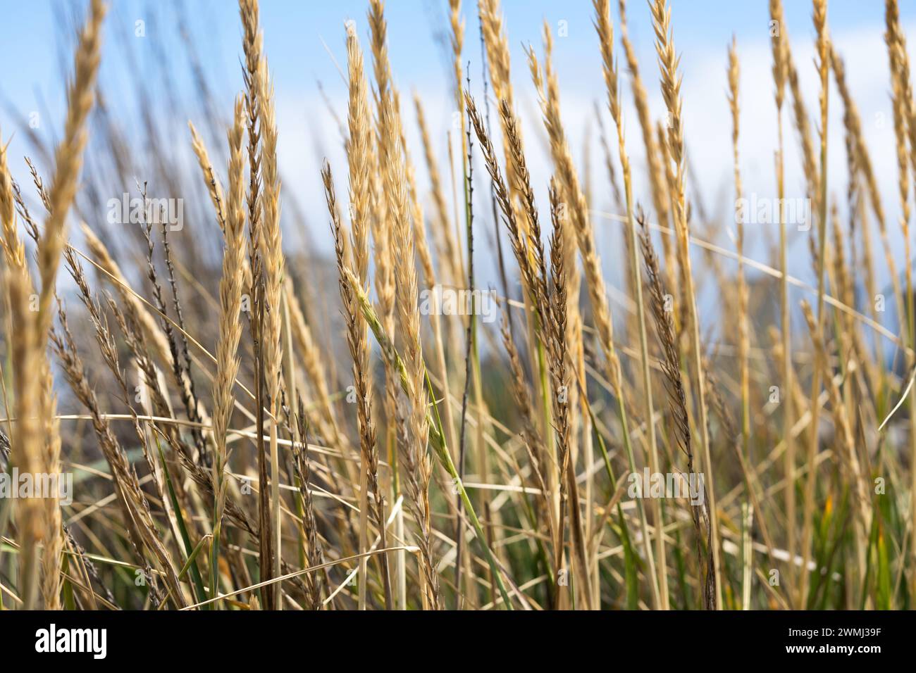 dry grass spikes close up wallpaper background Stock Photo