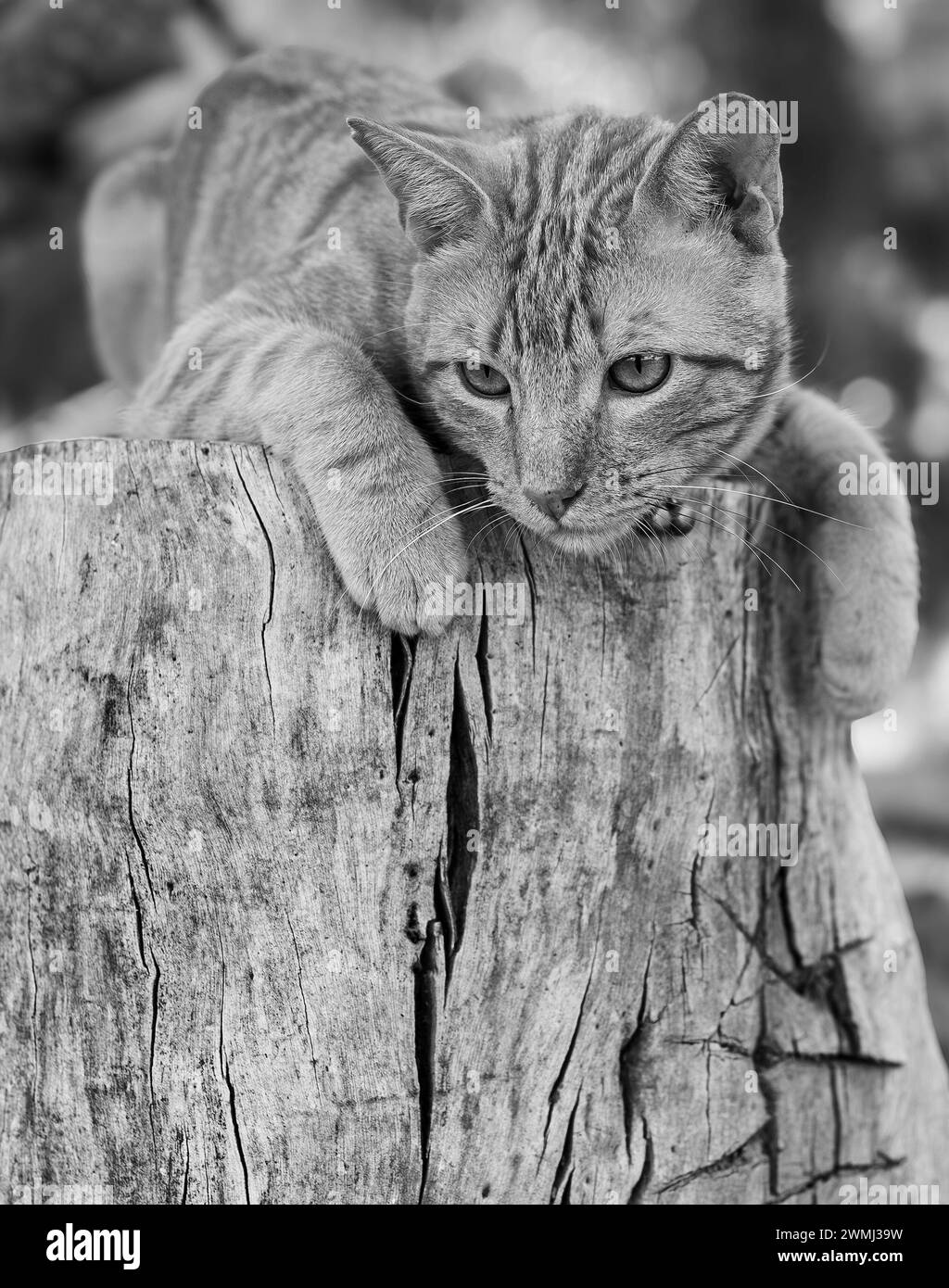 Black & white image of a tabby cat on a wooden log Stock Photo