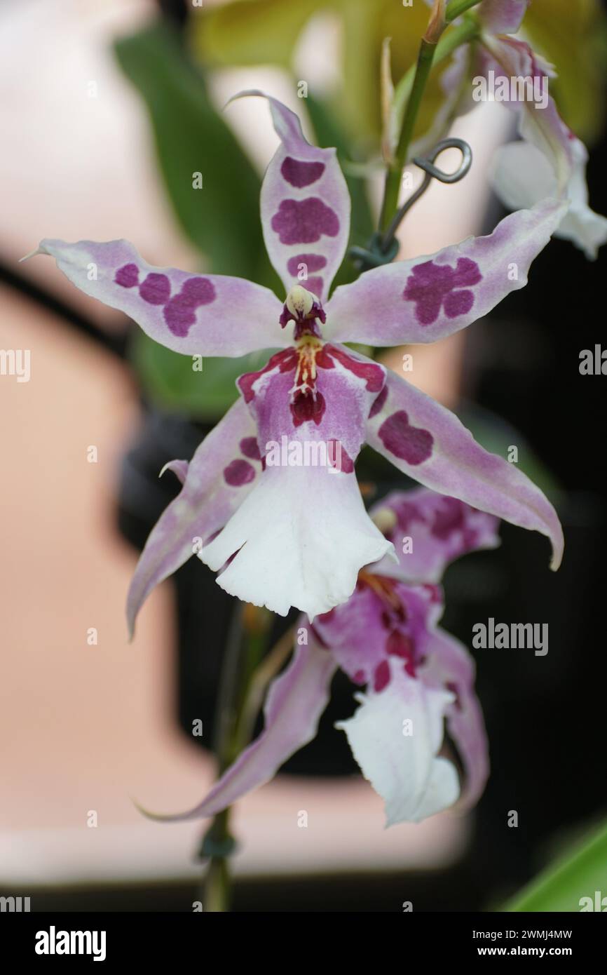 Close up of the white and dark purple Aliceara Peggy Ruth Carpenter Morning Joy orchid Stock Photo