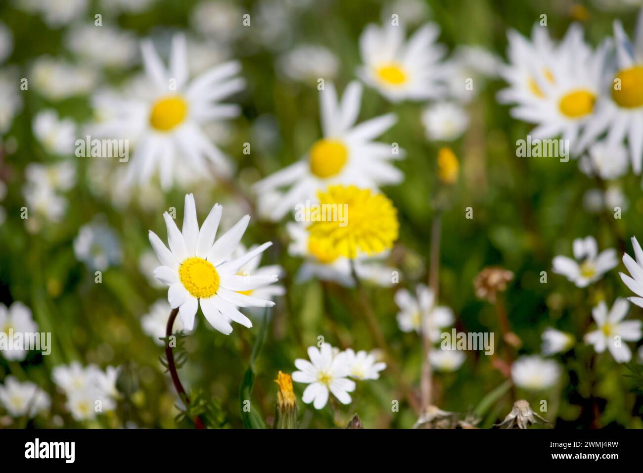 Sun kissed wildflowers hi-res stock photography and images - Alamy