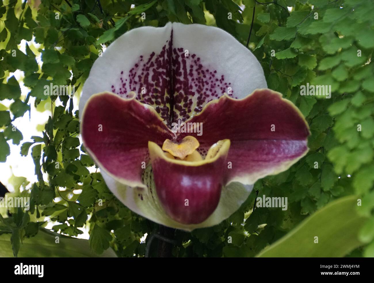 Closeup of the round and dark red flower of Phragmipedium Precocious Marie orchid Stock Photo