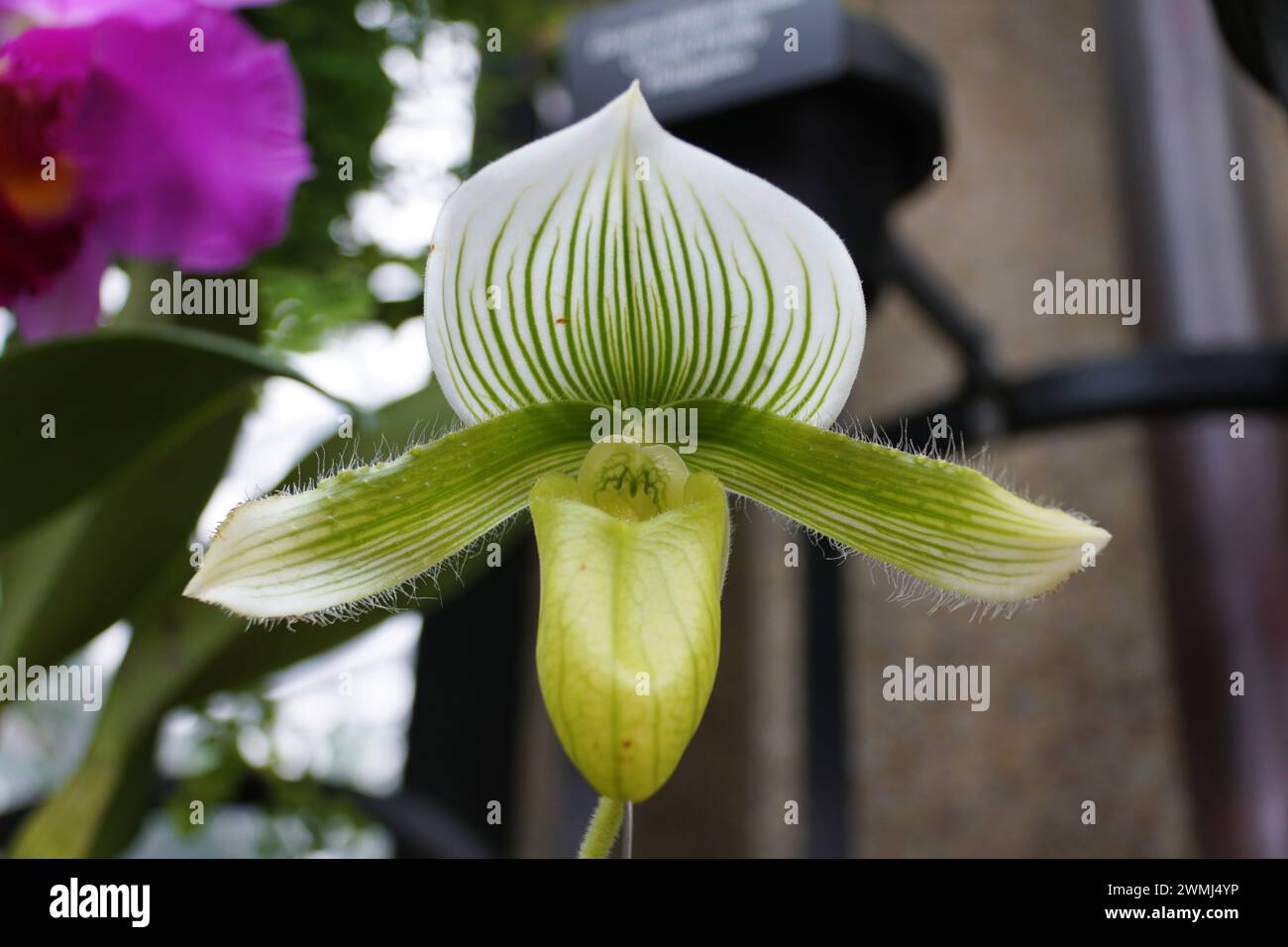 Close up of the light green color of Paphiopedilum Yi-Ying Green Coral orchid Stock Photo