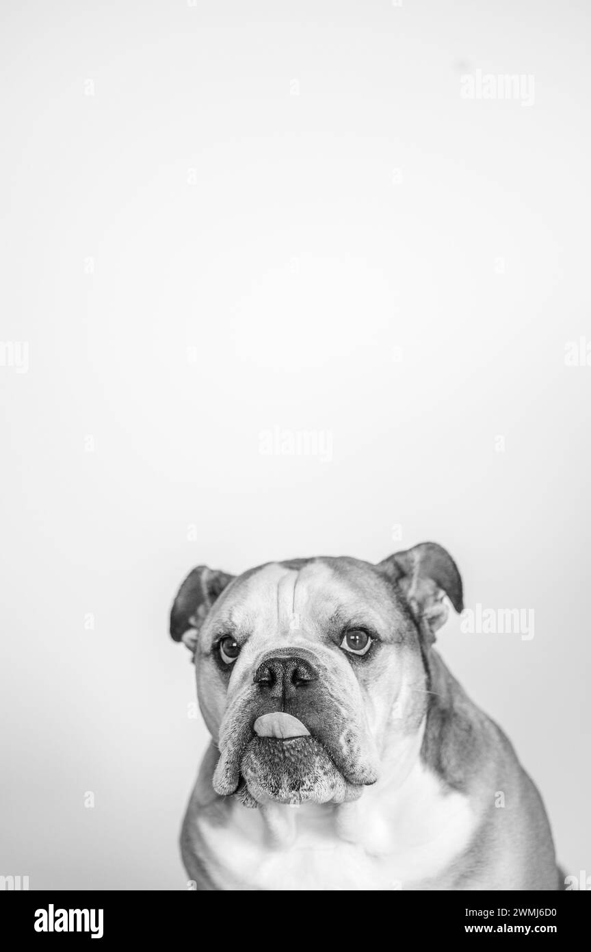 English bulldog shows his tongue Stock Photo