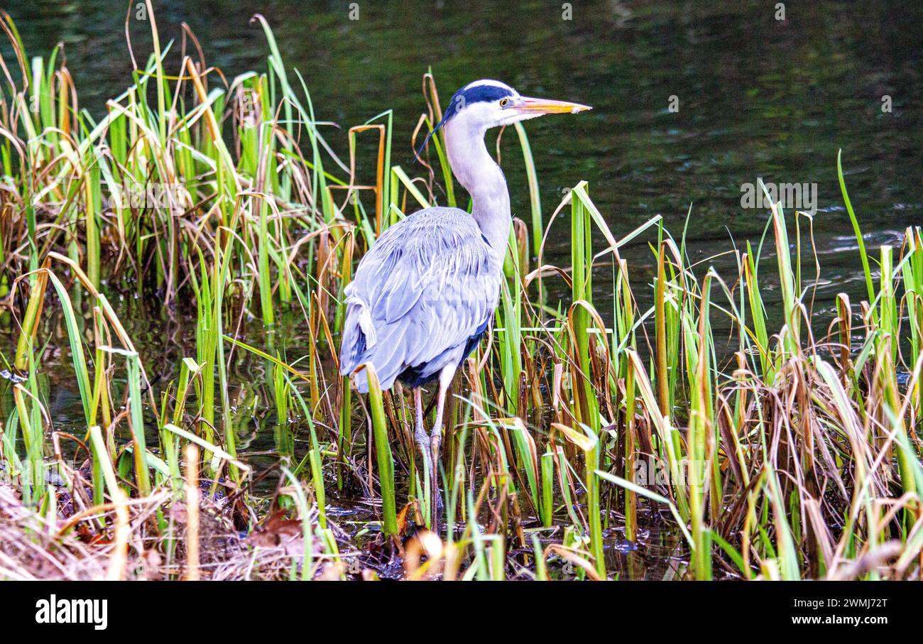 on-a-lovely-february-morning-a-friendly-grey-heron-looking-for-food-at