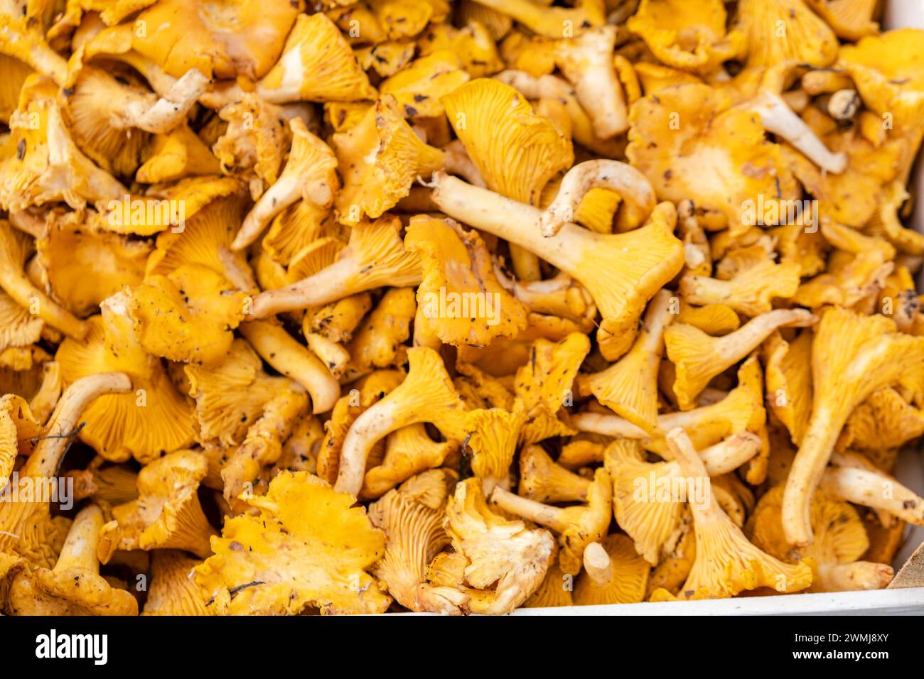 Picornell variety mushroom, Cantharellus cibarius , Mallorca, Balearic Islands, Spain Stock Photo