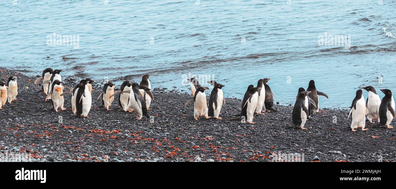 Adelie penguins walking along the coastline of Brown Bluff, Antarctica. Stock Photo