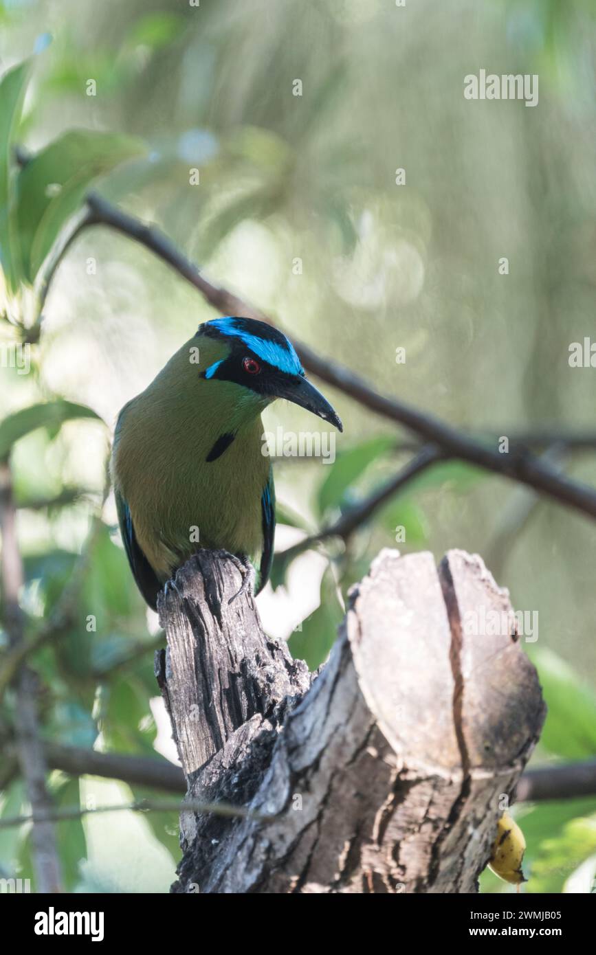 Momoto serrano hi-res stock photography and images - Alamy