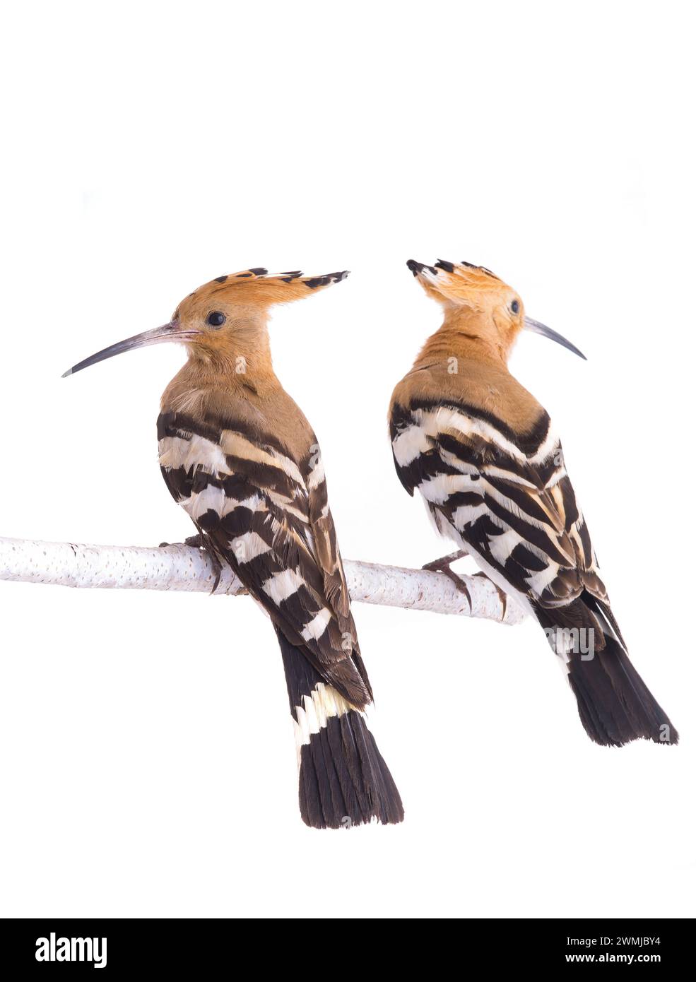 two eurasian hoopoe (Upupa epops) isolated on a white background  in studio shot Stock Photo