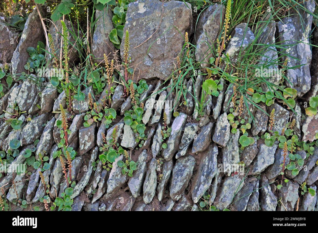 Stone wall, inclined courses, Lichen covered stones ,navelwort (Umbilicus rupestris) moorland,Exmoor,Somerset.UK Stock Photo