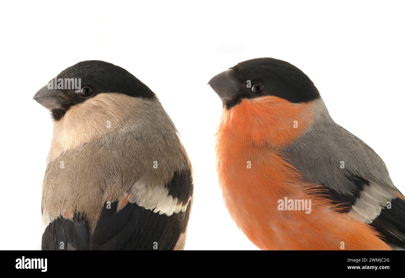 portrait male and female bullfinch on a white background Stock Photo