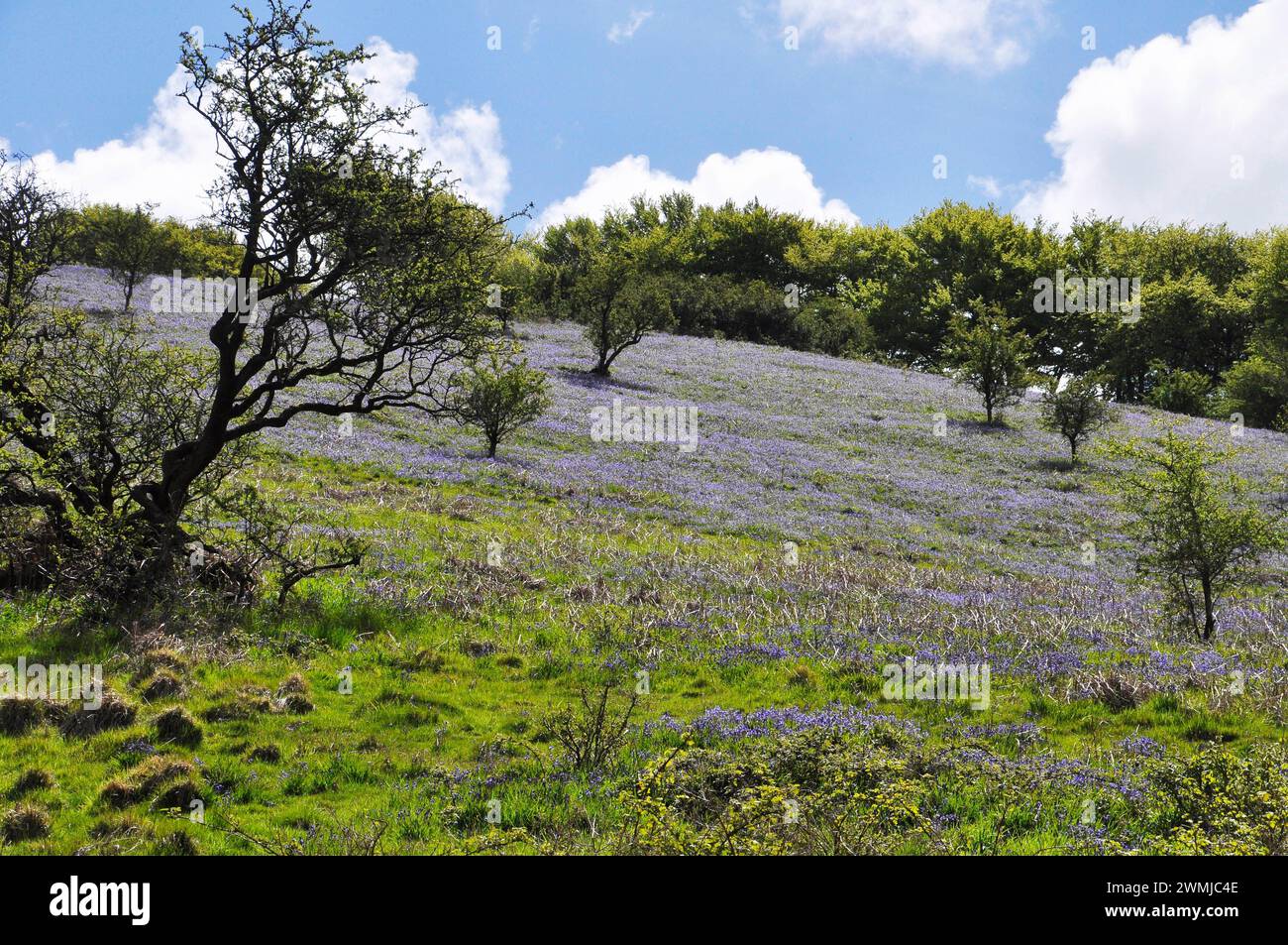 A blue haze of bluebells cover the steep hill side of the River Exe valley under a bright sunny spring day with beech trees in the background. On Exmo Stock Photo