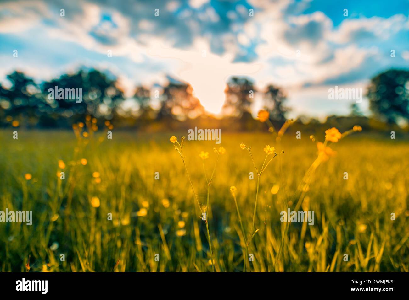 Abstract sunset field landscape of yellow flowers and grass meadow on warm golden hour sunset or sunrise. Tranquil spring summer nature closeup blur Stock Photo