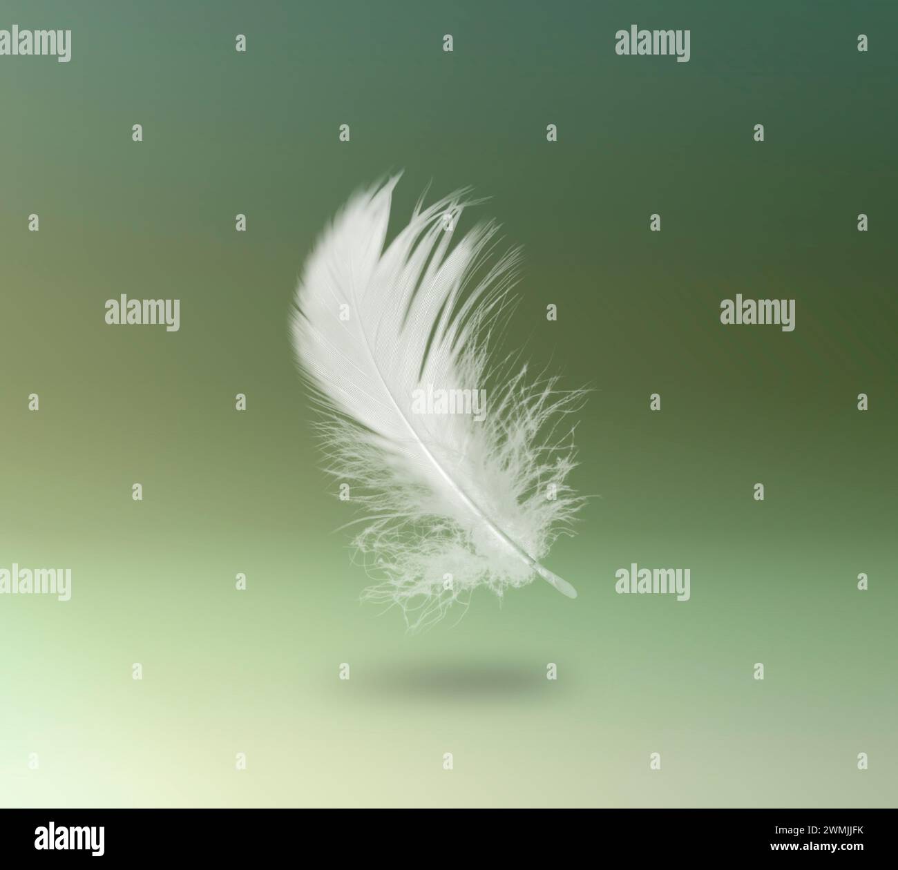 Fluffy bird feather falling on color background Stock Photo - Alamy