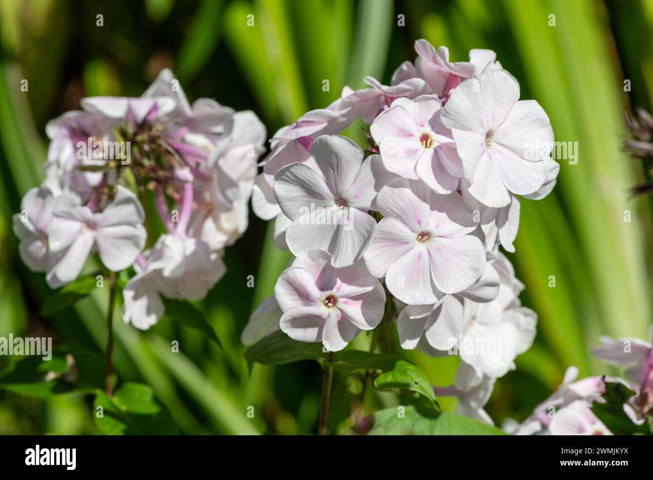 Close up of white garden phlox (phlox paniculata) flowers in bloom Stock Photo