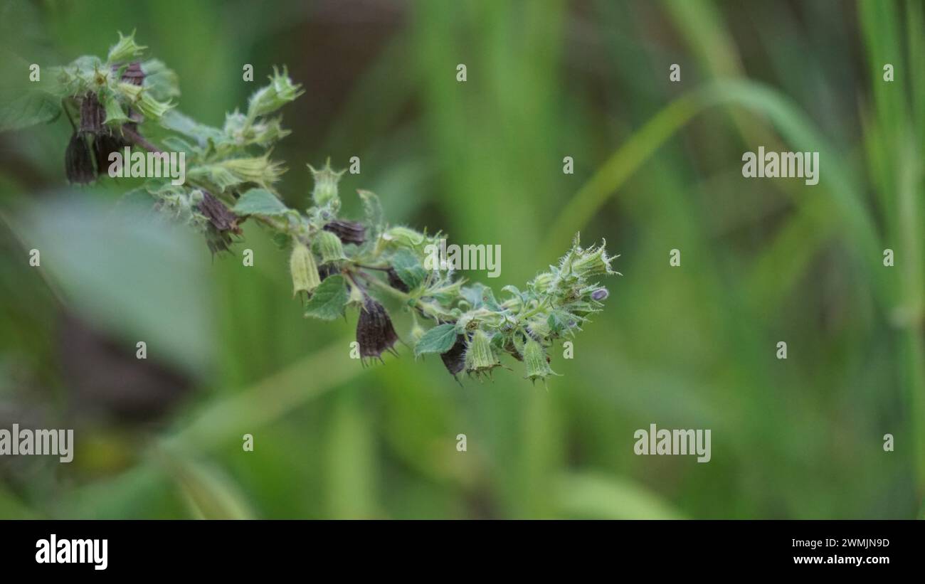 Waltheria indica (Also called Waltheria indica, Malvaceae, sleepy morning, basora prieta, Waltheria americana) Stock Photo
