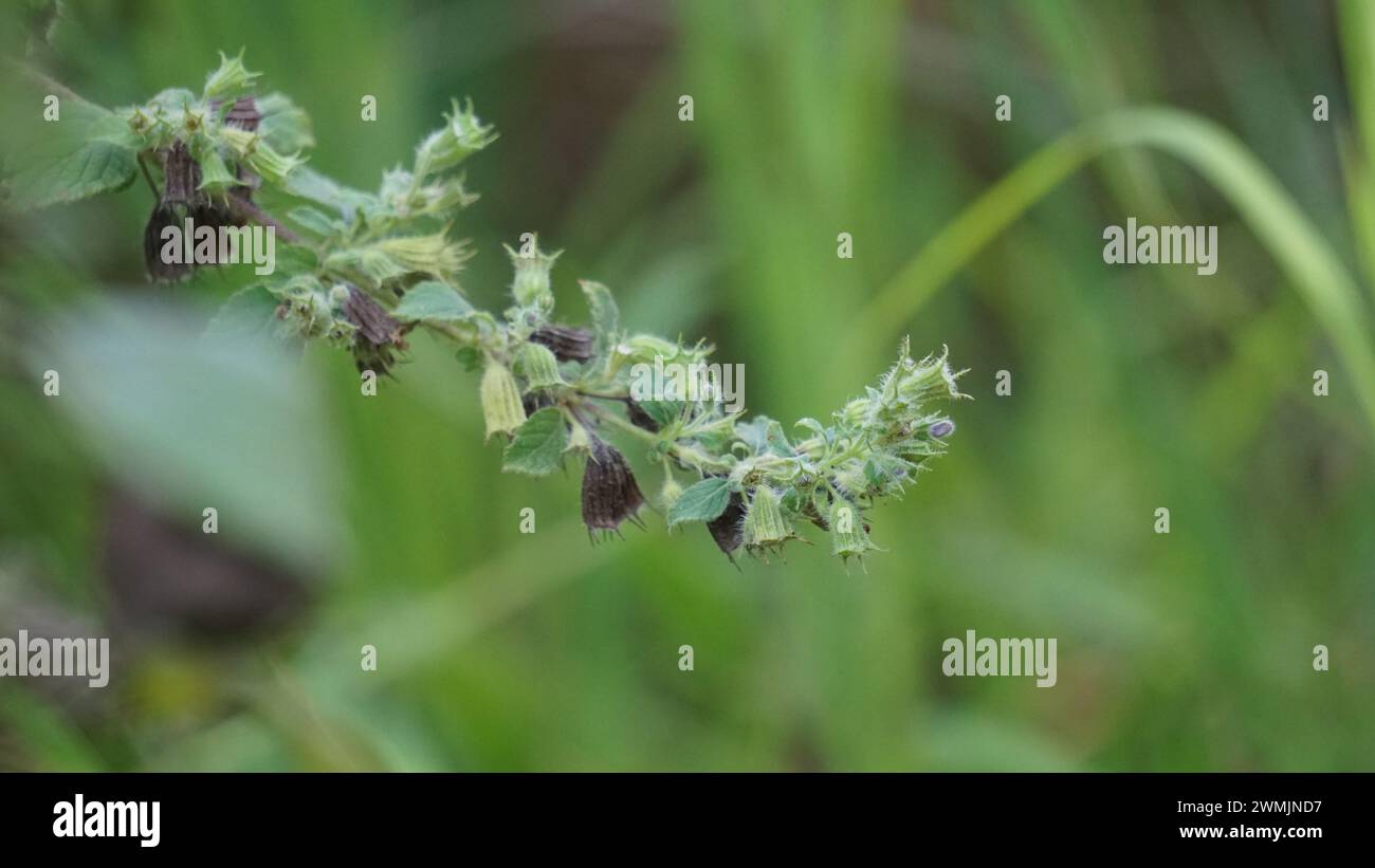Waltheria indica (Also called Waltheria indica, Malvaceae, sleepy morning, basora prieta, Waltheria americana) Stock Photo