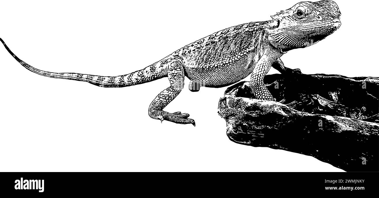 Bearded dragon with food bowl sketch, full body, in black, isolated Stock Vector