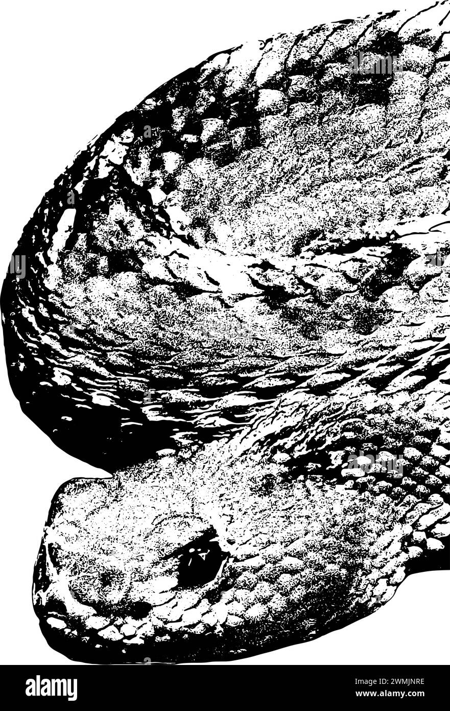 Aruba island rattlesnake sketch, in black, isolated Stock Vector