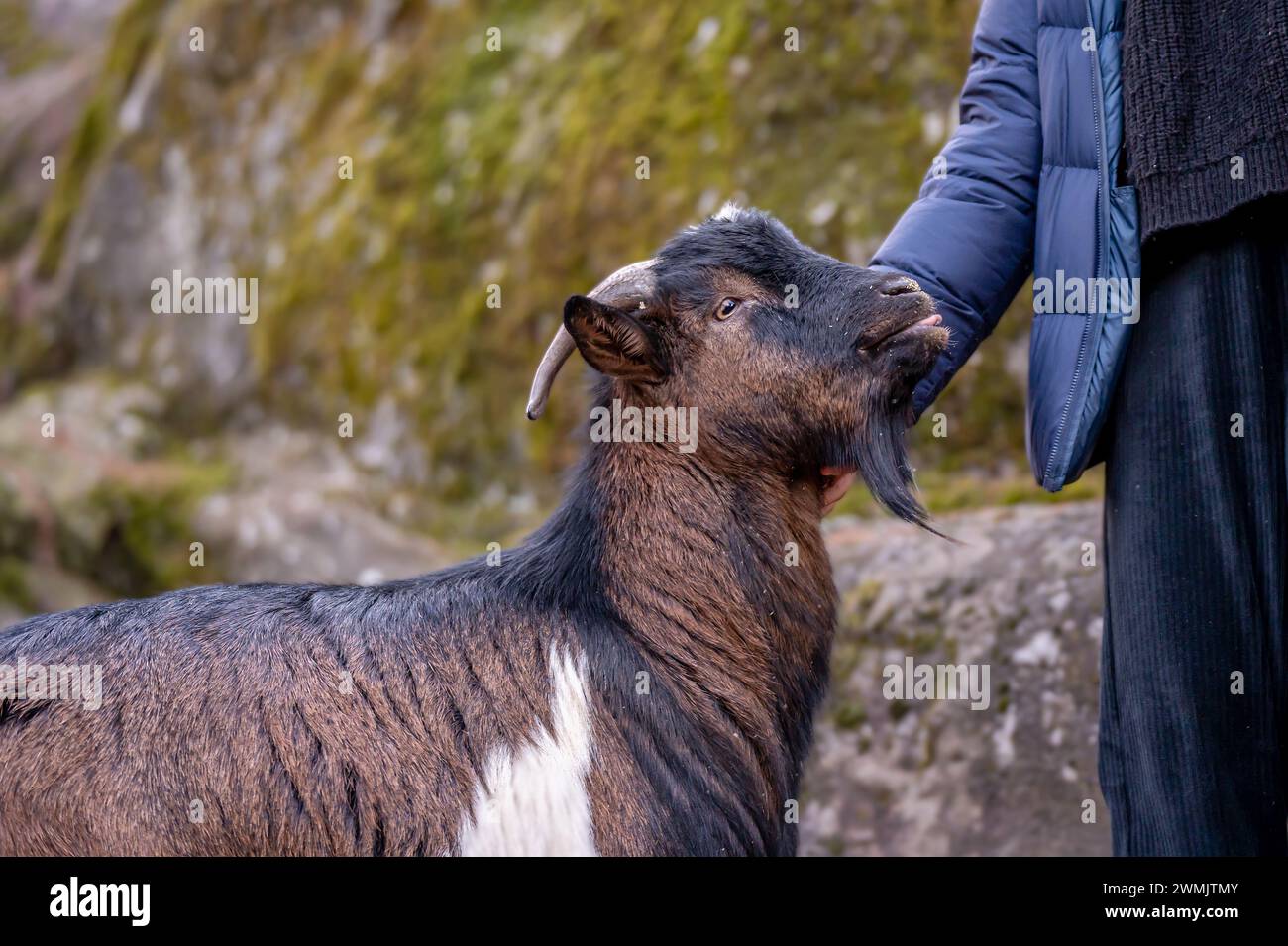 People caressing bezoar goat. Capra hircus. Outdoors. Stock Photo