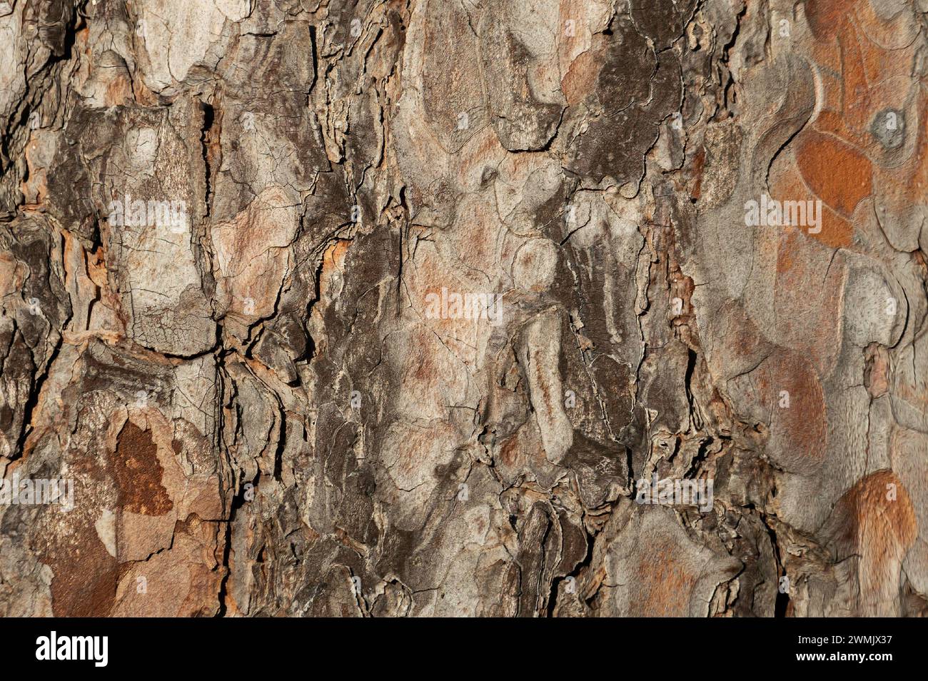 real pine bark background, texture ready for your design Stock Photo