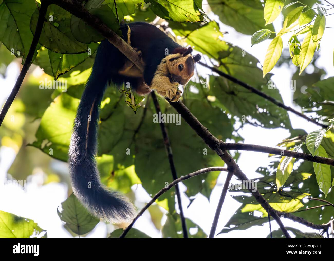 A squirrel perched on a tree branch Stock Photo