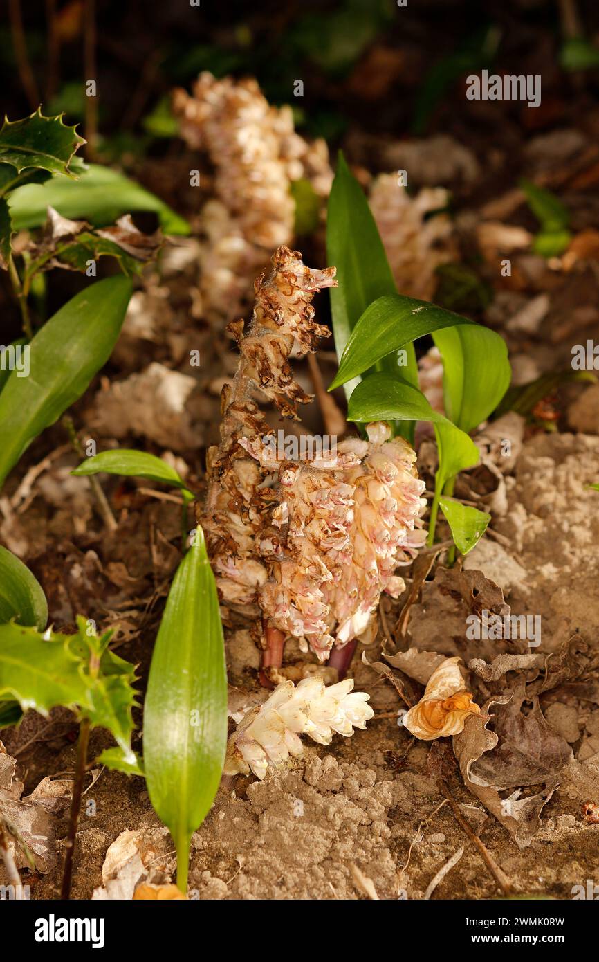 Lathraea squamaria 'Common Toothwort' Stock Photo