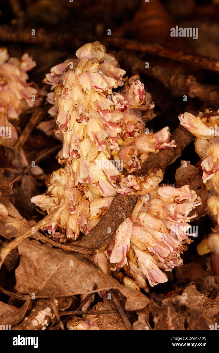 Lathraea squamaria 'Common Toothwort' Stock Photo