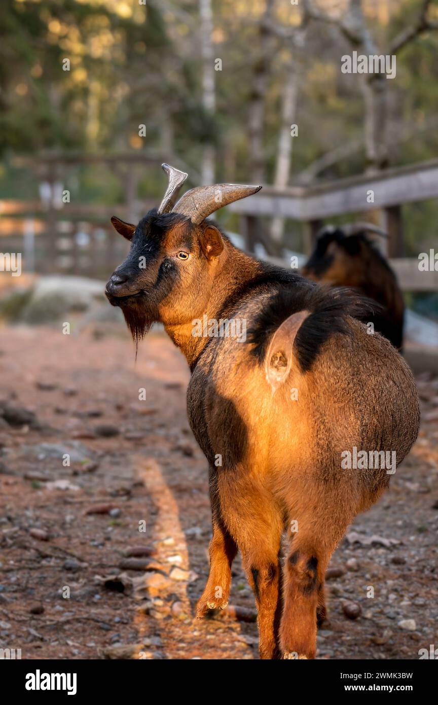 Close-up of Bezoar goat. One brown Capra hircus. Outdoors. Stock Photo