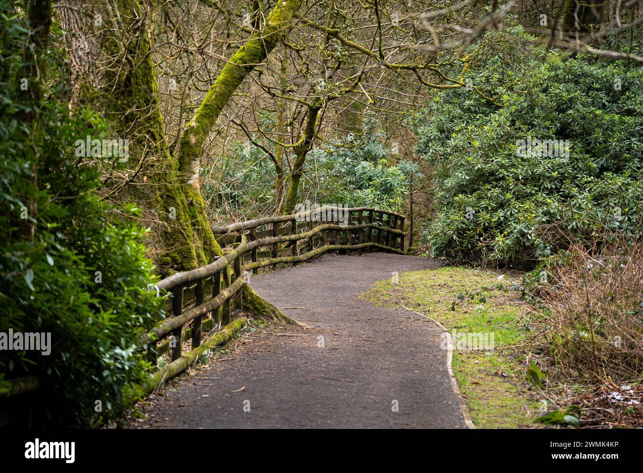 Path on the nature trail within calderglen country park Stock Photo