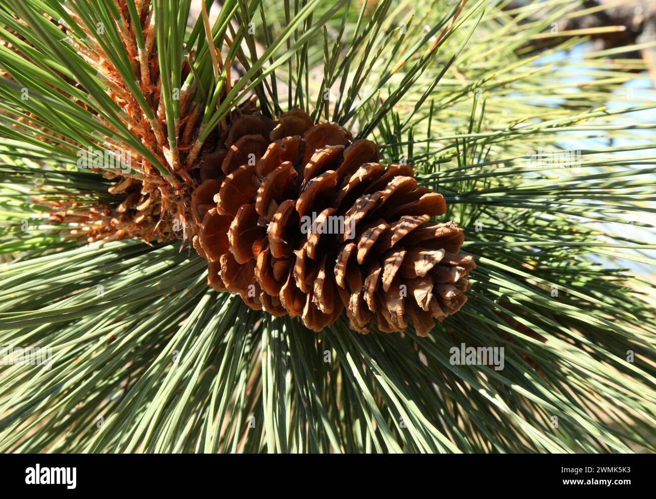 Ponderosa Pine (Pinus ponderosa) cone in Blue Mountains, Oregon Stock Photo