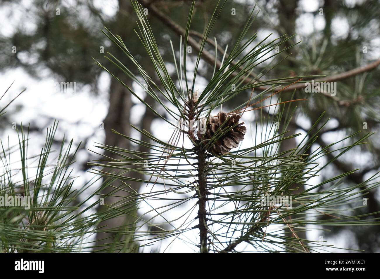 Pine, The Arizona pine(Pinus arizonica) Stock Photo