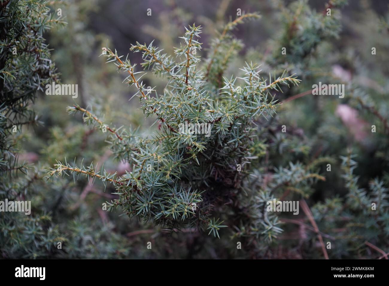 Juniper, The temple juniper(Juniperus rigida) Stock Photo