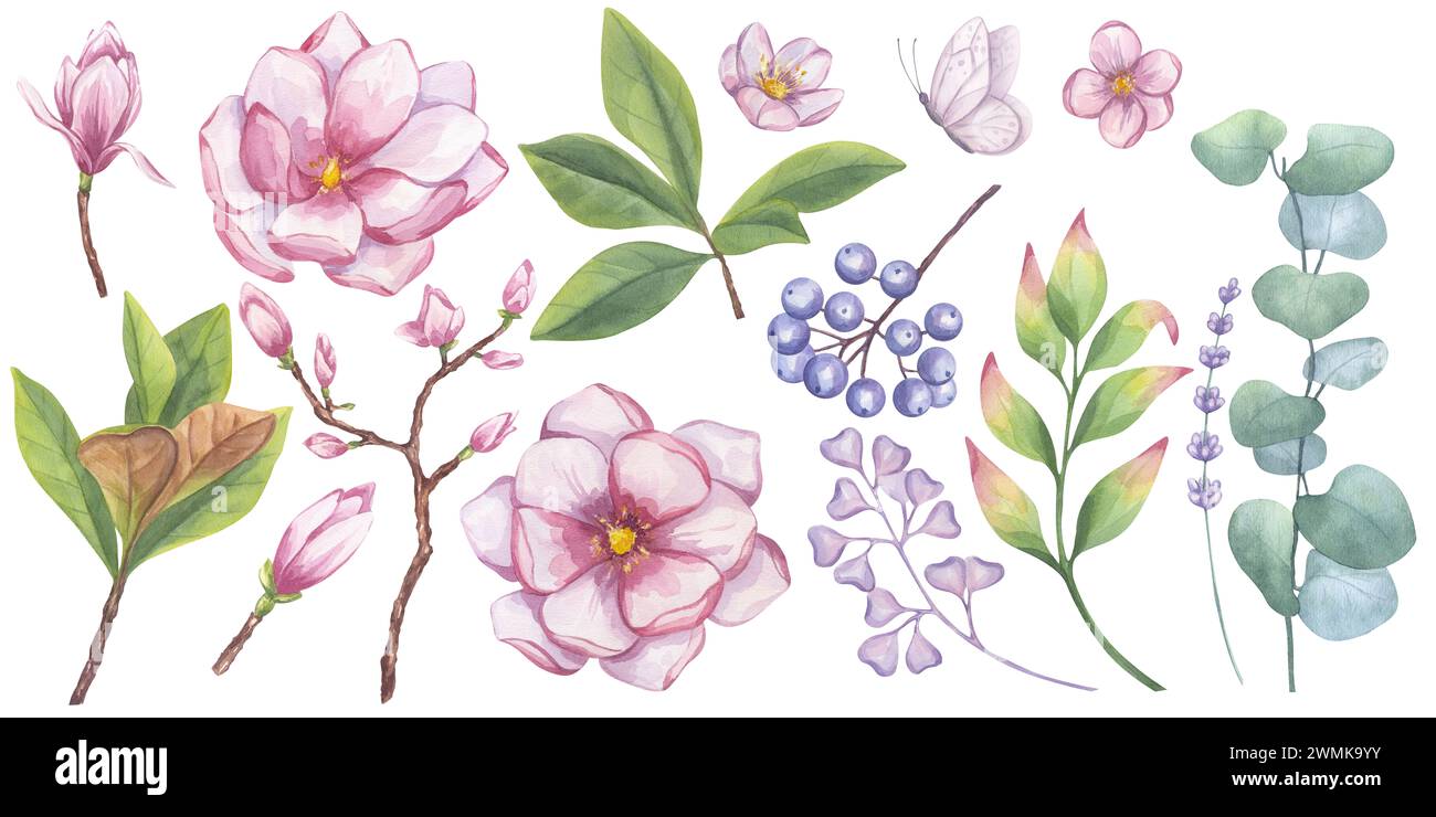 Large set of pink magnolia, eucalyptus, lavender, apple tree, butterfly. Blue dogwood berries. Greenery foliage blueberry clipart. Hand drawn watercol Stock Photo