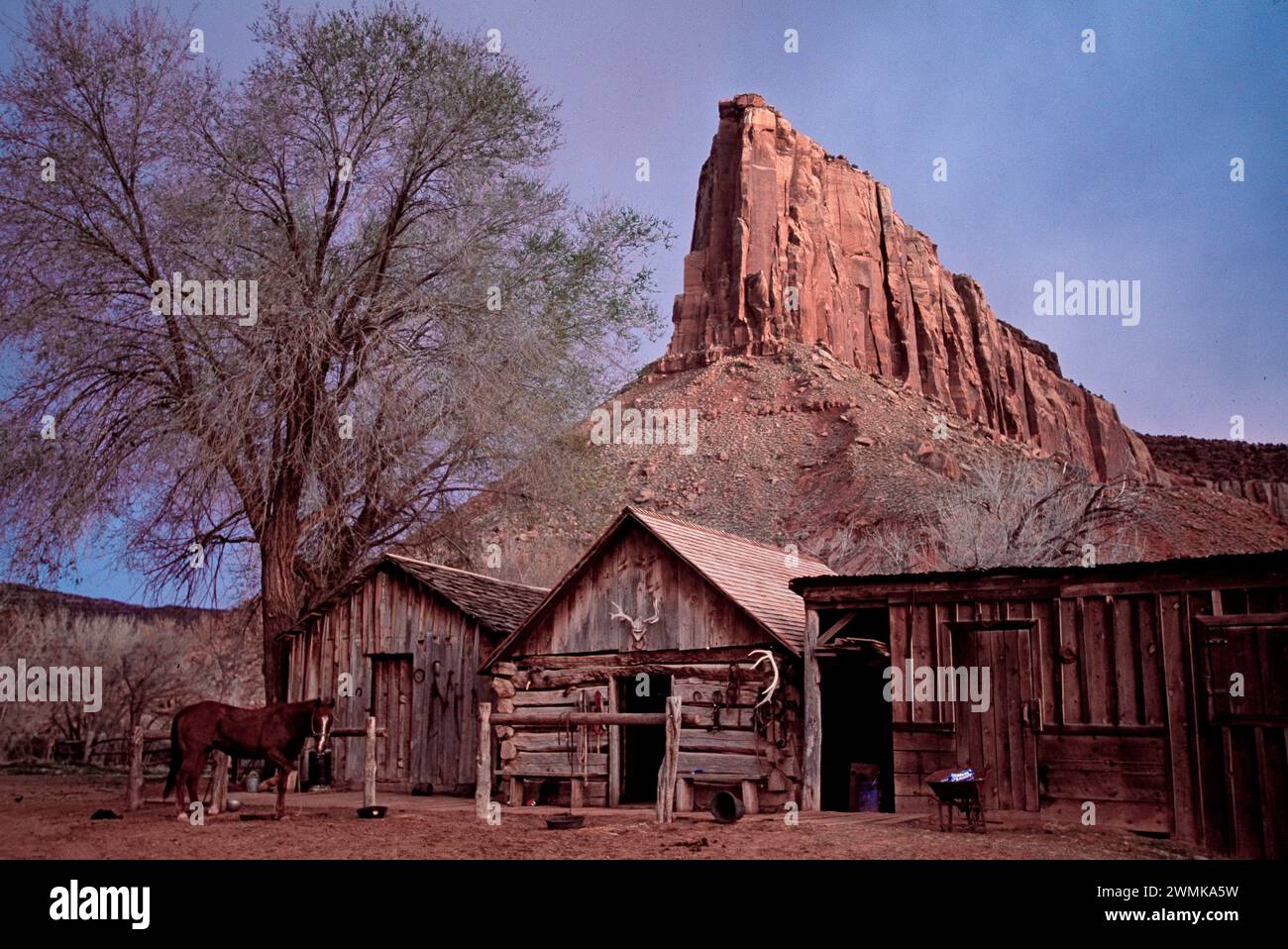 Horse awaits a rider to saddle up outside the stalls near Monticello ...