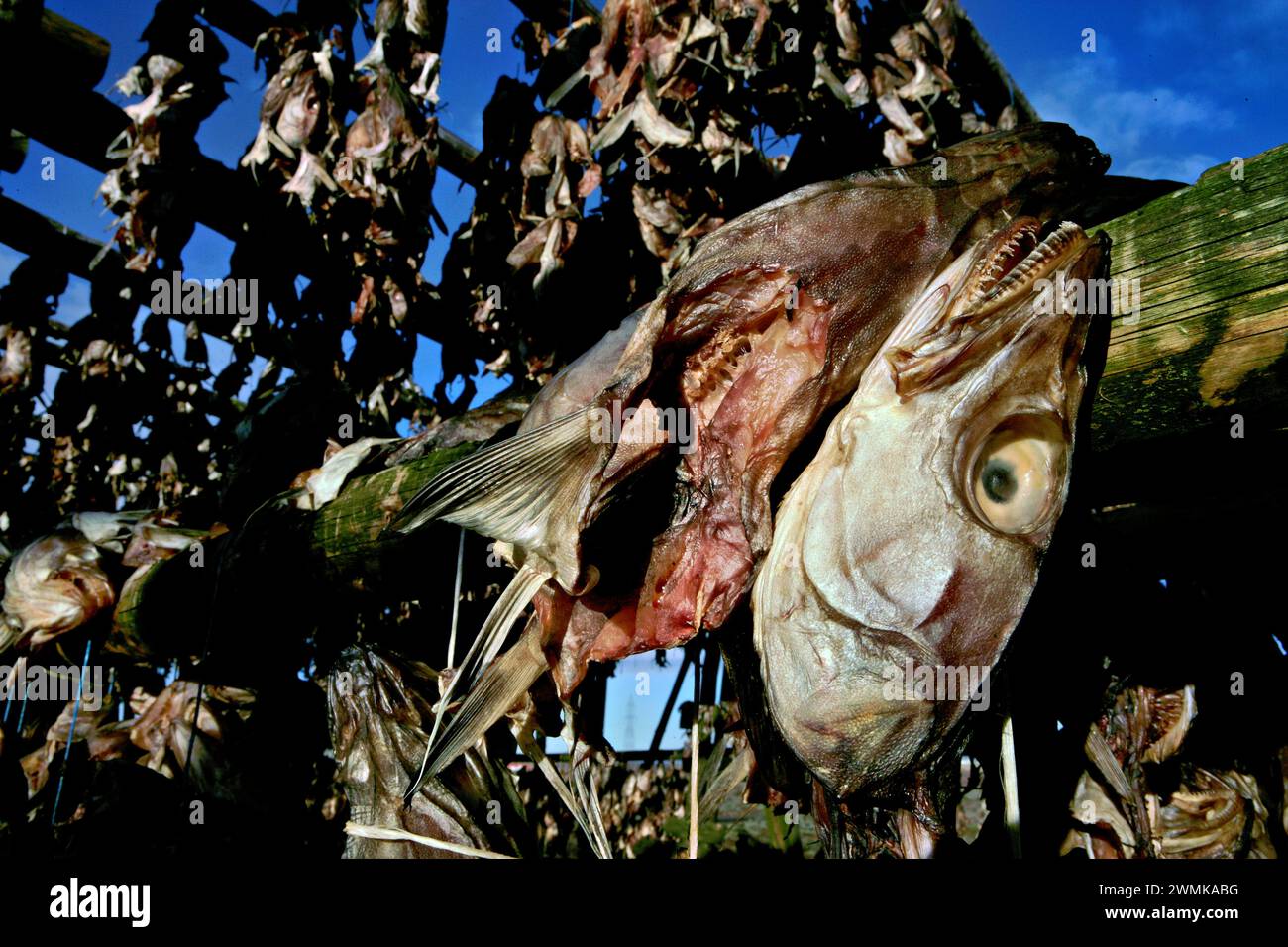 Icelandic fishermen use the open air to dry cod heads. The Icelandic