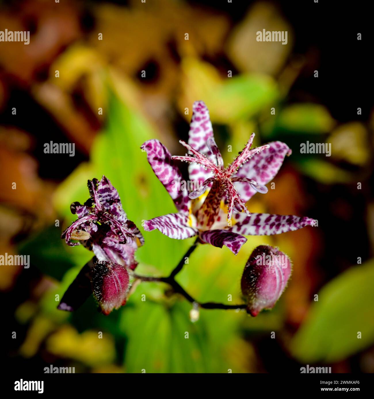 Close-up of a Toad Lily flower (Tricyrtis 'Empress') Stock Photo