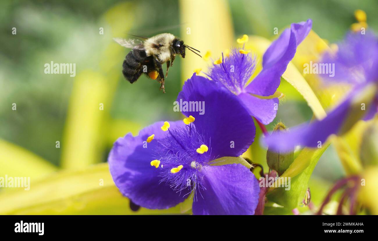 Bumble bee (Bombus impatiens) with pollen on its legs hovers over a spiderwort flower (Tradescantia sp.) Stock Photo
