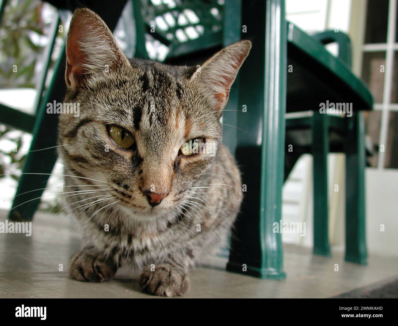 Domestic cat sitting under a garden chair Stock Photo
