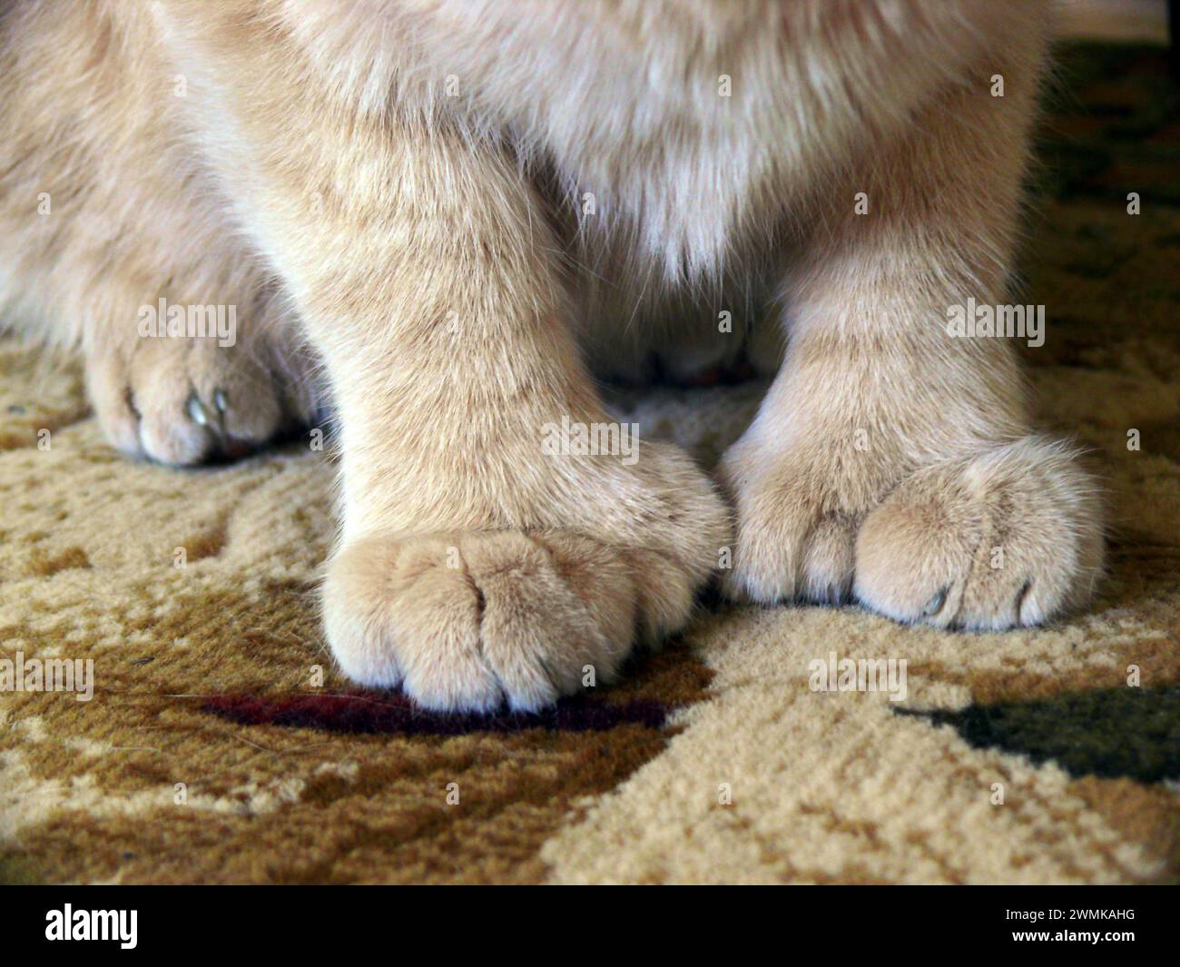 Polydactyl Mittens Paws Stock Photo