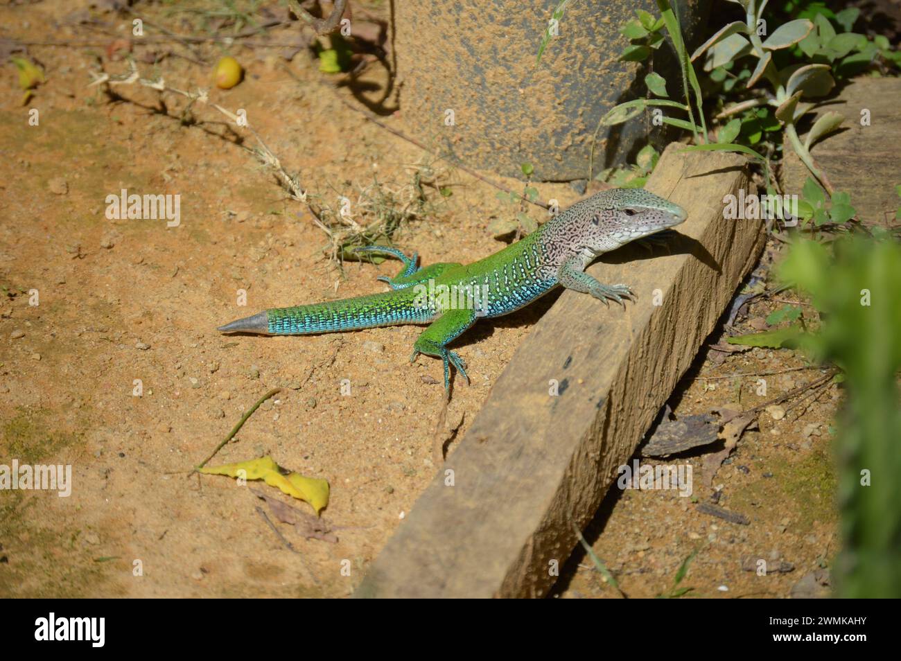 Giant colorful ameiva lizard (Ameiva ameiva) on the ground in São ...