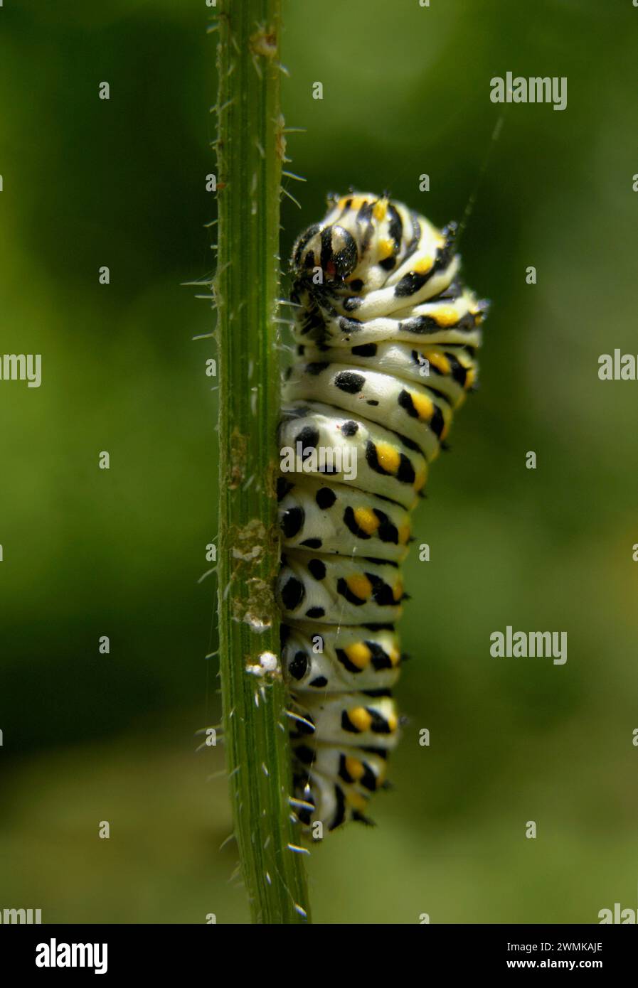 Parsley worm caterpillar (Papilio polyxenes) climbs up a stem; North Carolina, United States of America Stock Photo