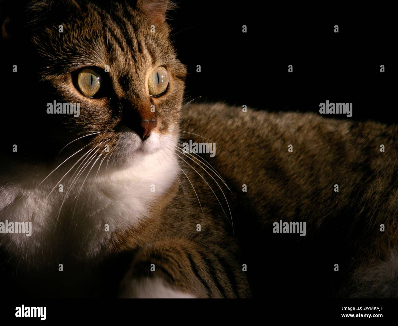 Side view of a cats face hi-res stock photography and images - Alamy