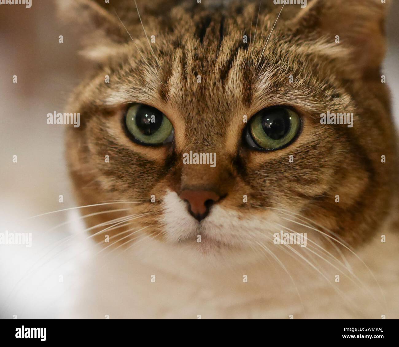 Close-up portrait of a domestic cat Stock Photo